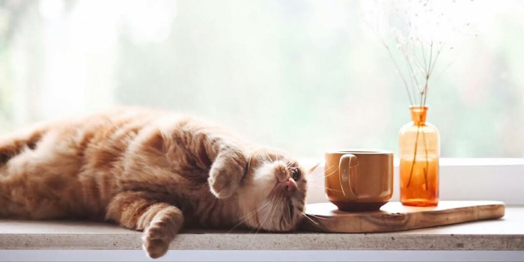 Les récompenses matérielles - ANCV